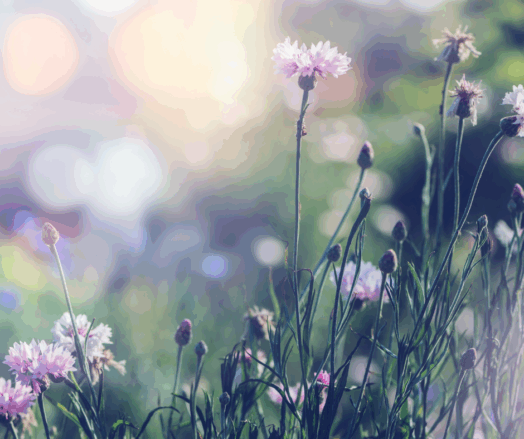 Blommor i en äng med ett suddigt, drömlikt ljus i bakgrunden.