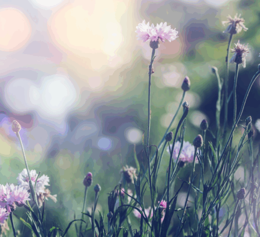 Blommor i en äng med ett suddigt, drömlikt ljus i bakgrunden.
